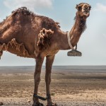 Shedding-camel-1024x640