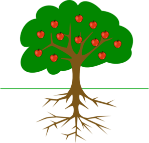 apple-tree-with-roots-md