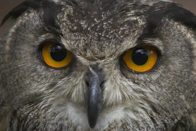 owl-eyes-1356396-639x425-activity-63b