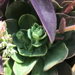 Close-up of green succulent plants with purple leaves.
