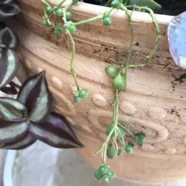 Trailing succulent plant with small green leaves growing in a wooden planter.