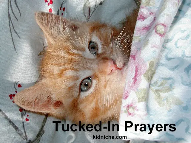 Orange kitten under floral blanket