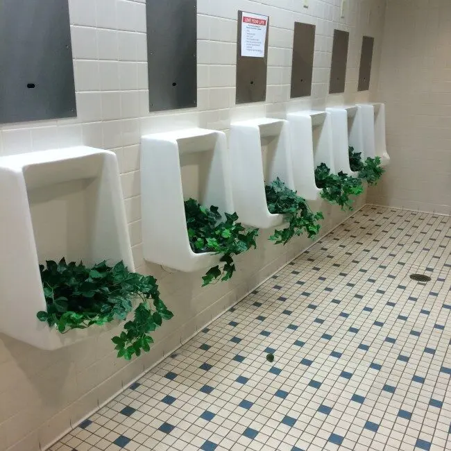 Unusual plant decor in restroom urinals