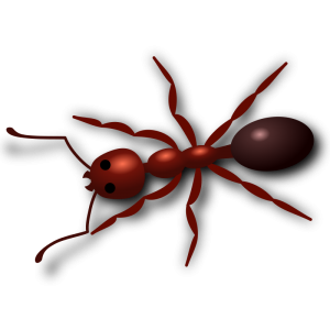 aurium Ant